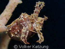 very small cuttle fish by Volker Katzung 